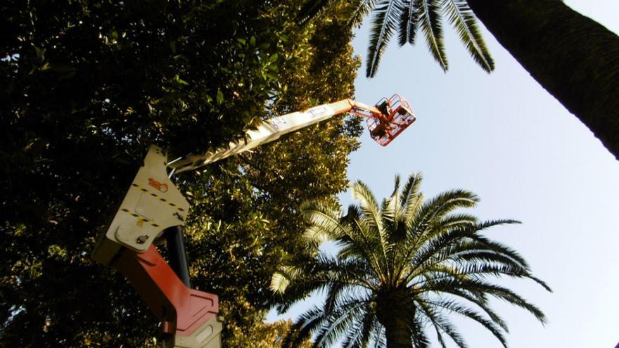 Los operarios comprueban las ramas de los árboles.