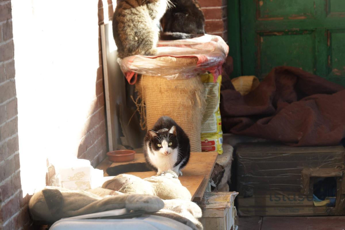 Una colonia felina en Cáceres