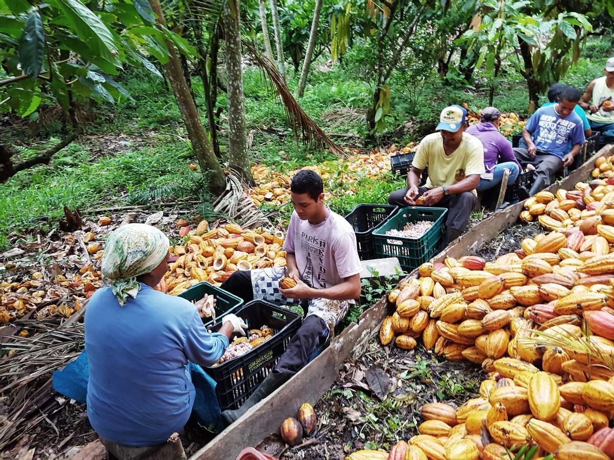 La suite de cata de MAANNA con chocolate LAFLOR de origen Brasil, una de las propuestas con las que el local explora los matices del cacao desde el origen.