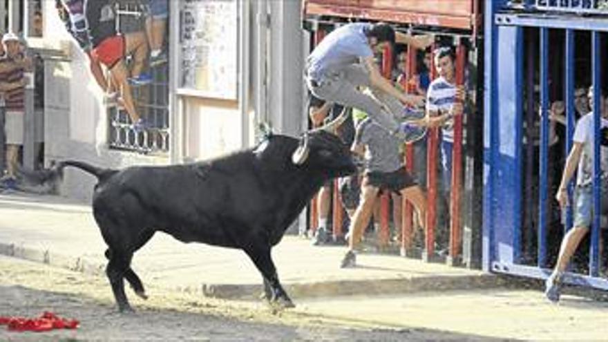 Herido un conocido recortador de la Vall en el toro de Moncofa