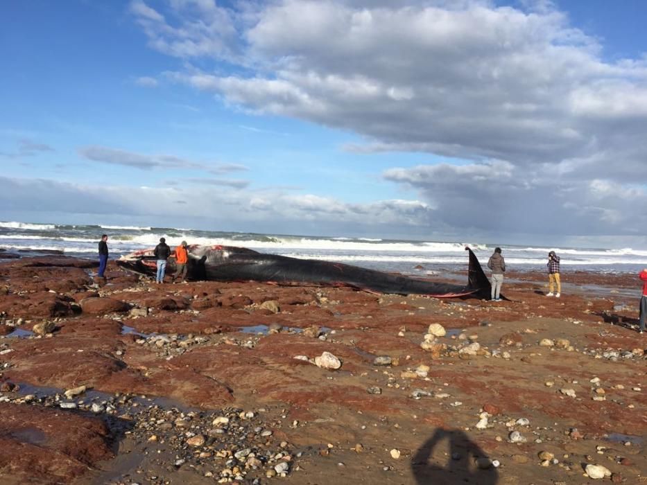 Encuentran una ballena varada en Caravia