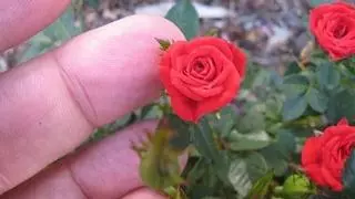 Las minirrosas o rosas de pitiminí, una alternativa a las rosas de toda la vida para Sant Jordi