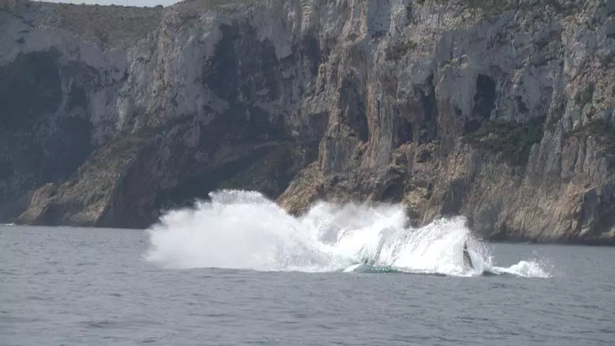Maravillados con las ballenas en Dénia: comienza la temporada de avistamiento
