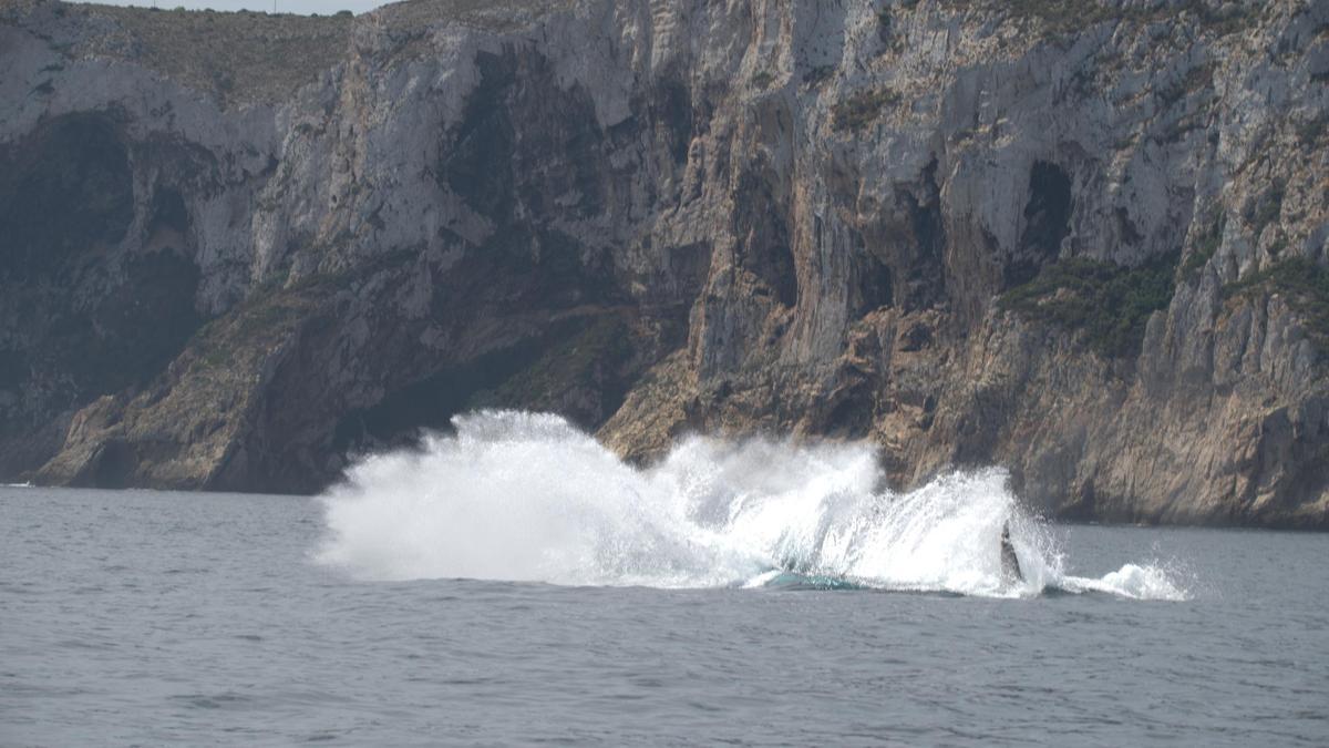Imagen del pasado año de una ballena al emerger y volver a sumergirse