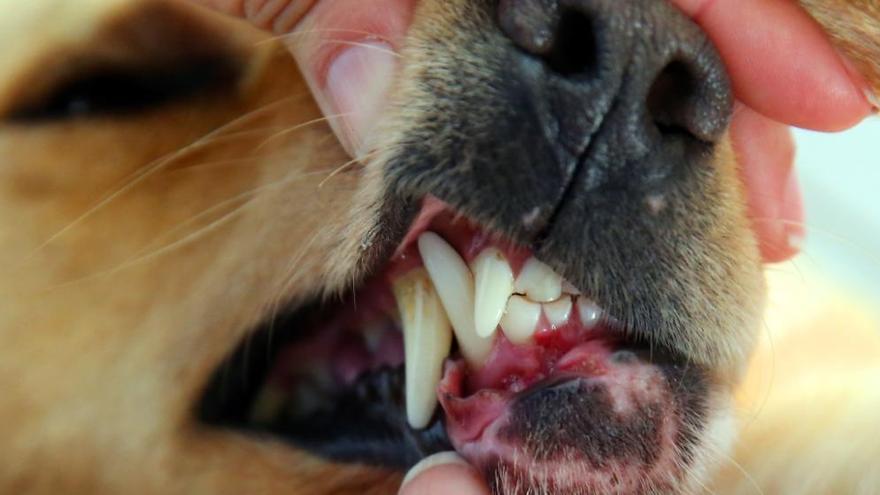 Veterinarias de Alcabre salvan a un perro moribundo usado en peleas callejeras