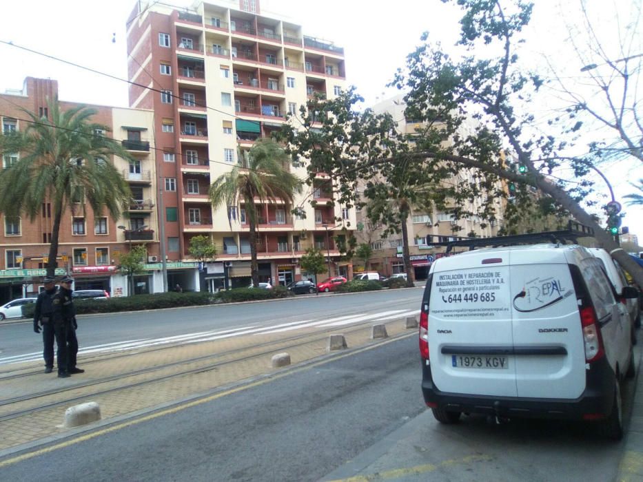 El viento derriba un árbol en València y corta la circulación del tranvía