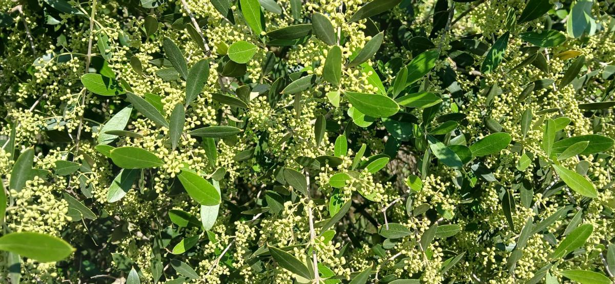 Los olivares de la península Ibérica anticipan una floración prometedora marcada por un ciclo vegetativo adelantado.