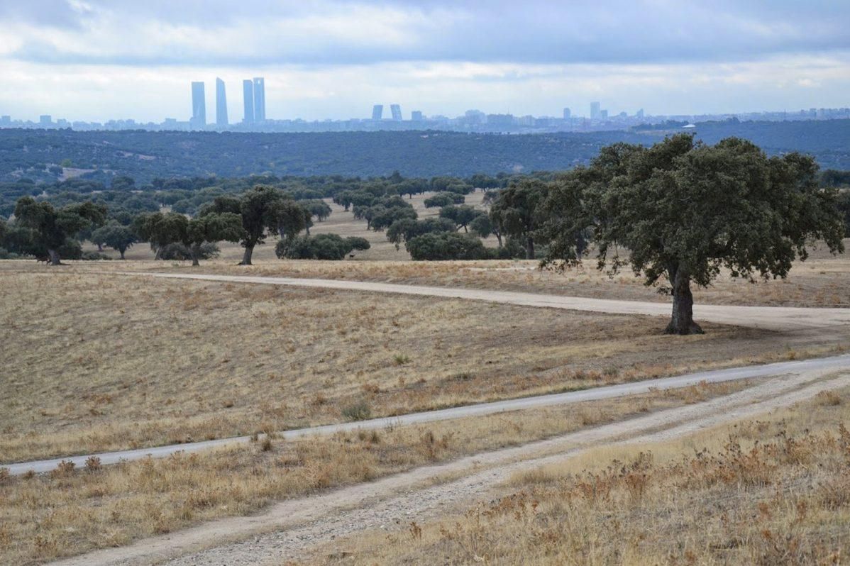 Monte el Pardo.