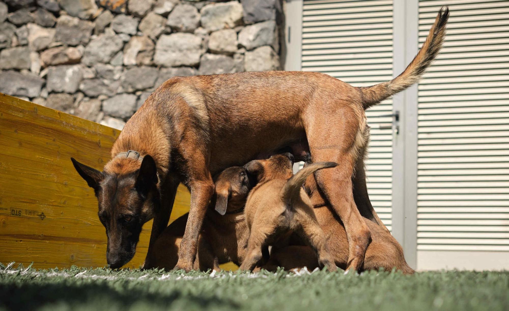 Estos son los nuevos cachorros de la Unidad Canina de la Policía Local de Santa Cruz