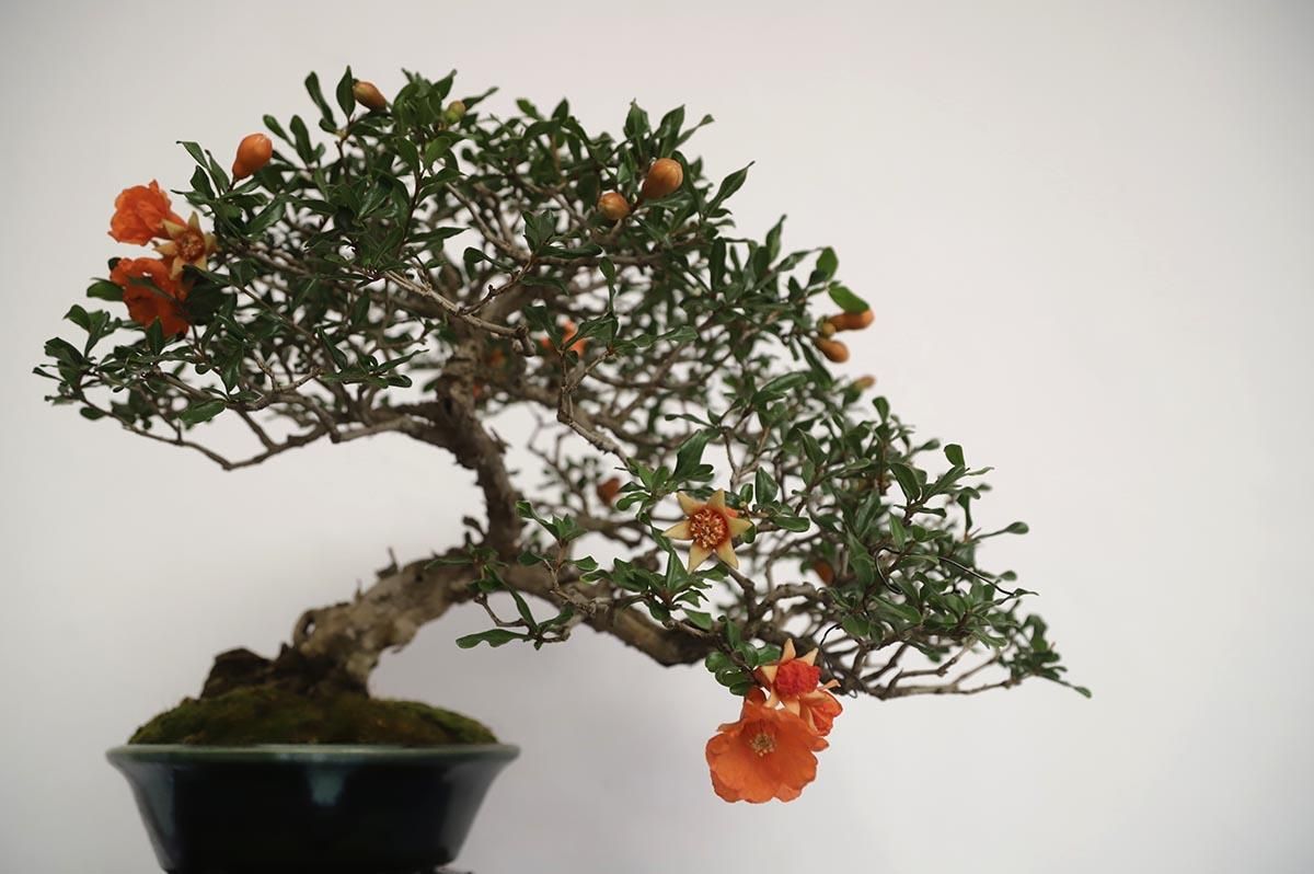 La exposición de bosáis de primavera de la Diputación de Córdoba, en imágenes