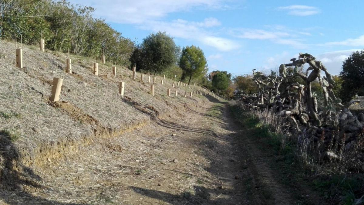 Imagen de una de las zonas donde ya se ha llevado a cabo la reforestación.