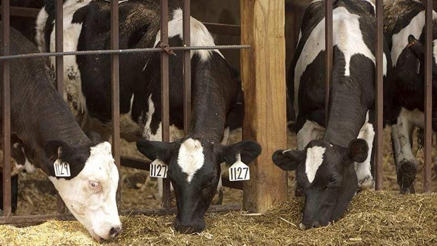 Danone premia a una ganadería de Villena por la calidad de la leche