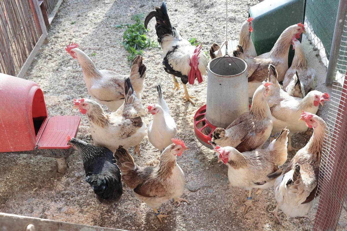 Gallo y gallinas en un corral de Murcia.