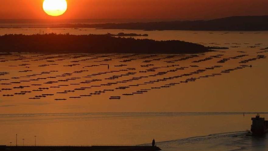 Las bateas de mejillón de la ría de Arousa vistas desde Monte Xiabre. // Noé Parga