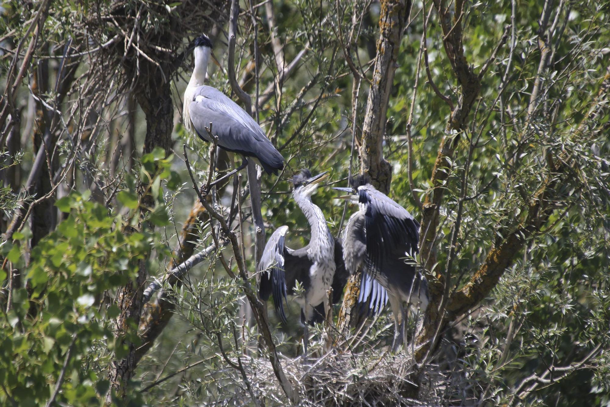 Zamora | Las aves del Duero, en peligro