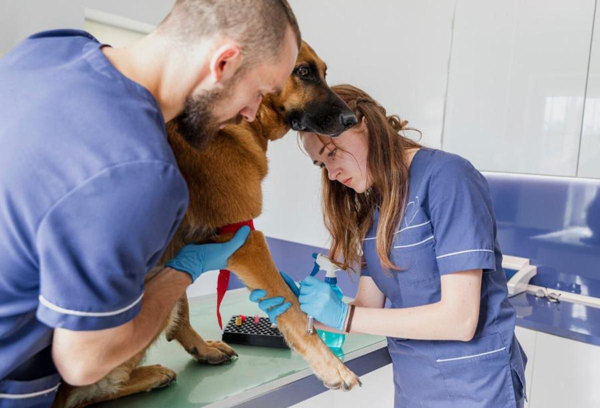 Actuar de pressa en una urgència veterinària és clau