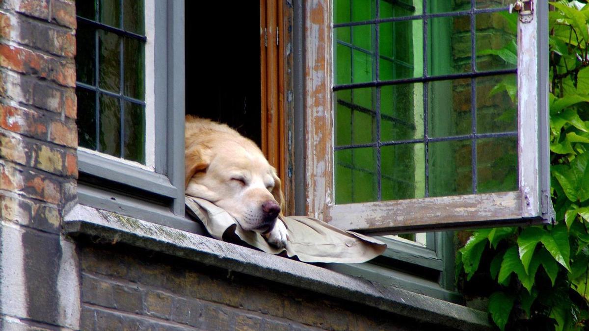 PERROS VERANO: ¿Dónde dejo a mi perro durante mis vacaciones de verano?