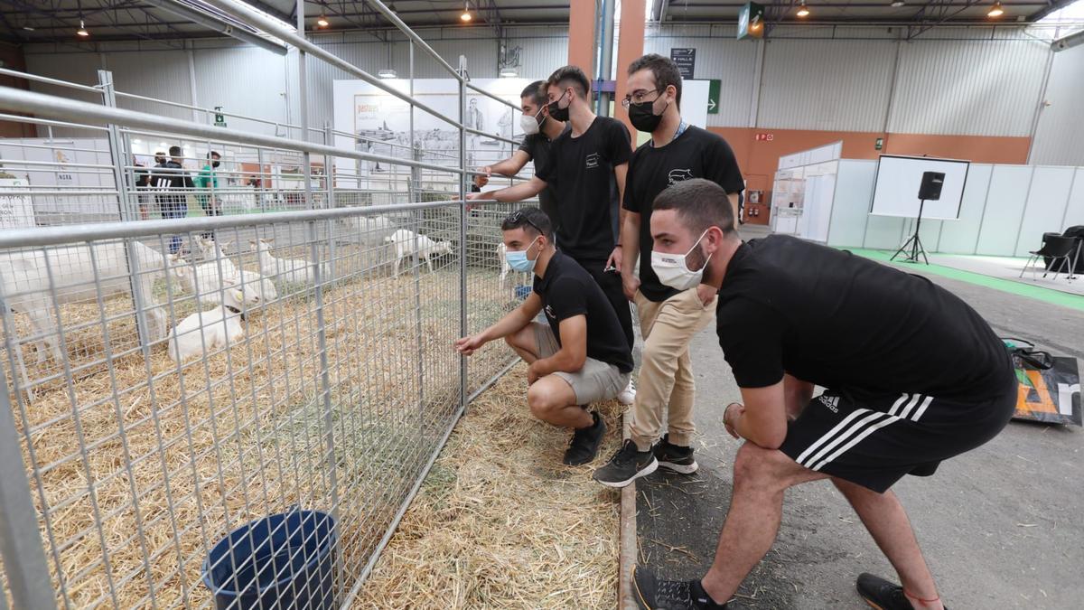 Un grupo de jóvenes observan el animales vivos que se exhiben en la feria ganadera Figan de Zaragoza.