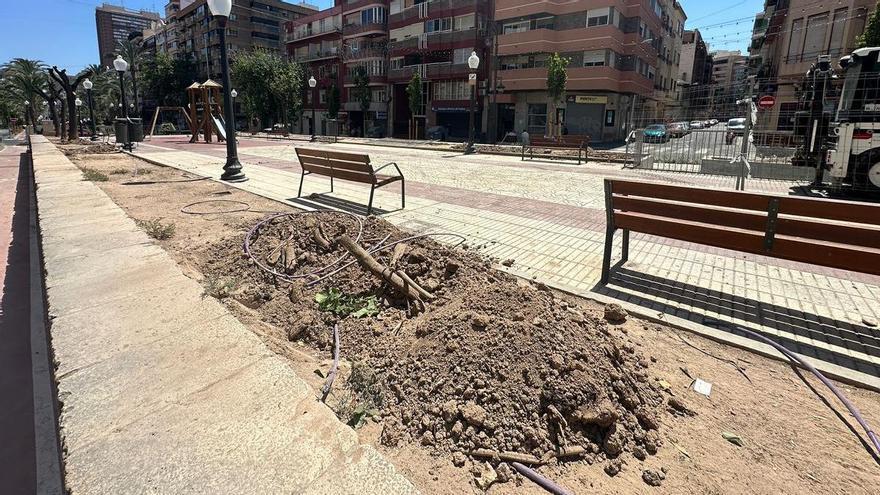 El Ayuntamiento retira una decena de árboles de Marvá en Alicante y dice que plantará otros que den más sombra
