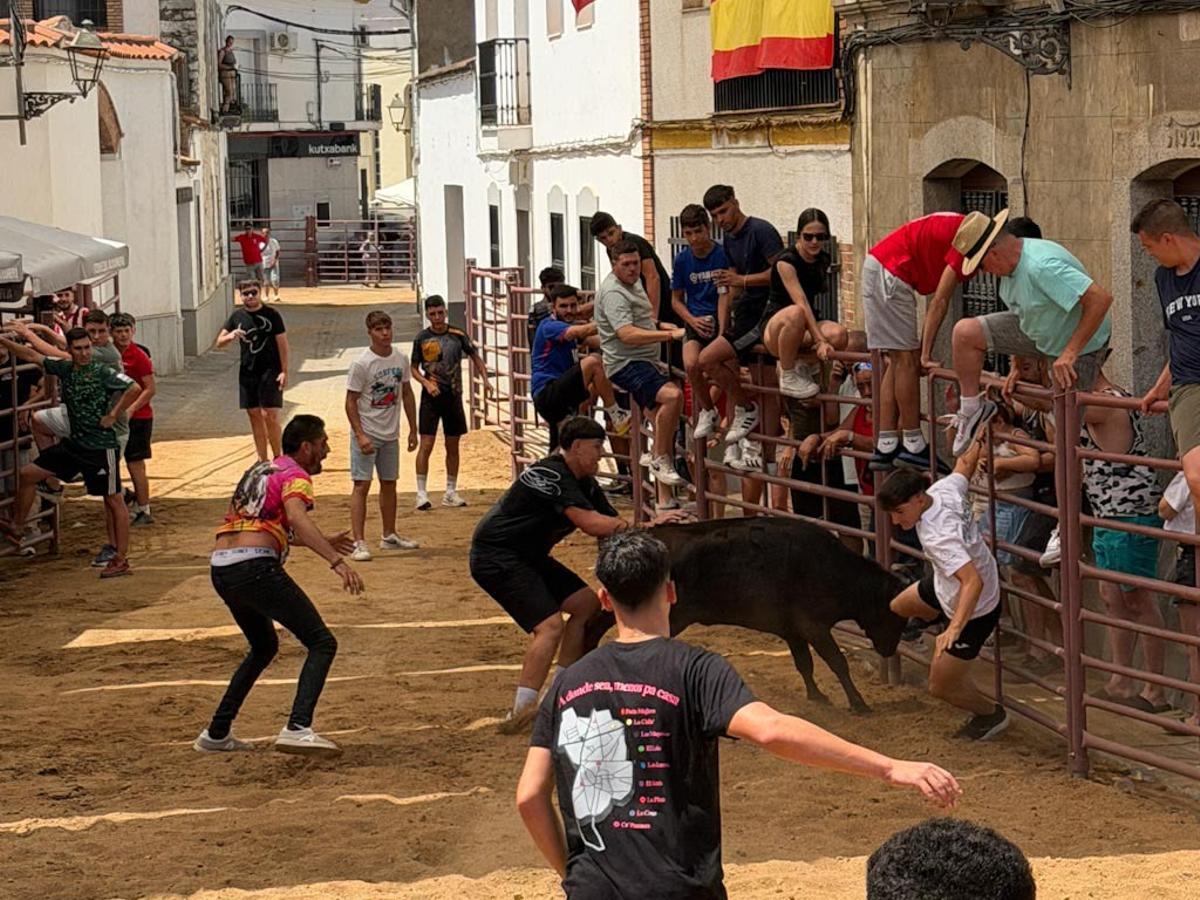 Comienzan los encierros de vacas bravas en la localidad de Alcaracejos: intensidad y emoción en las calles
