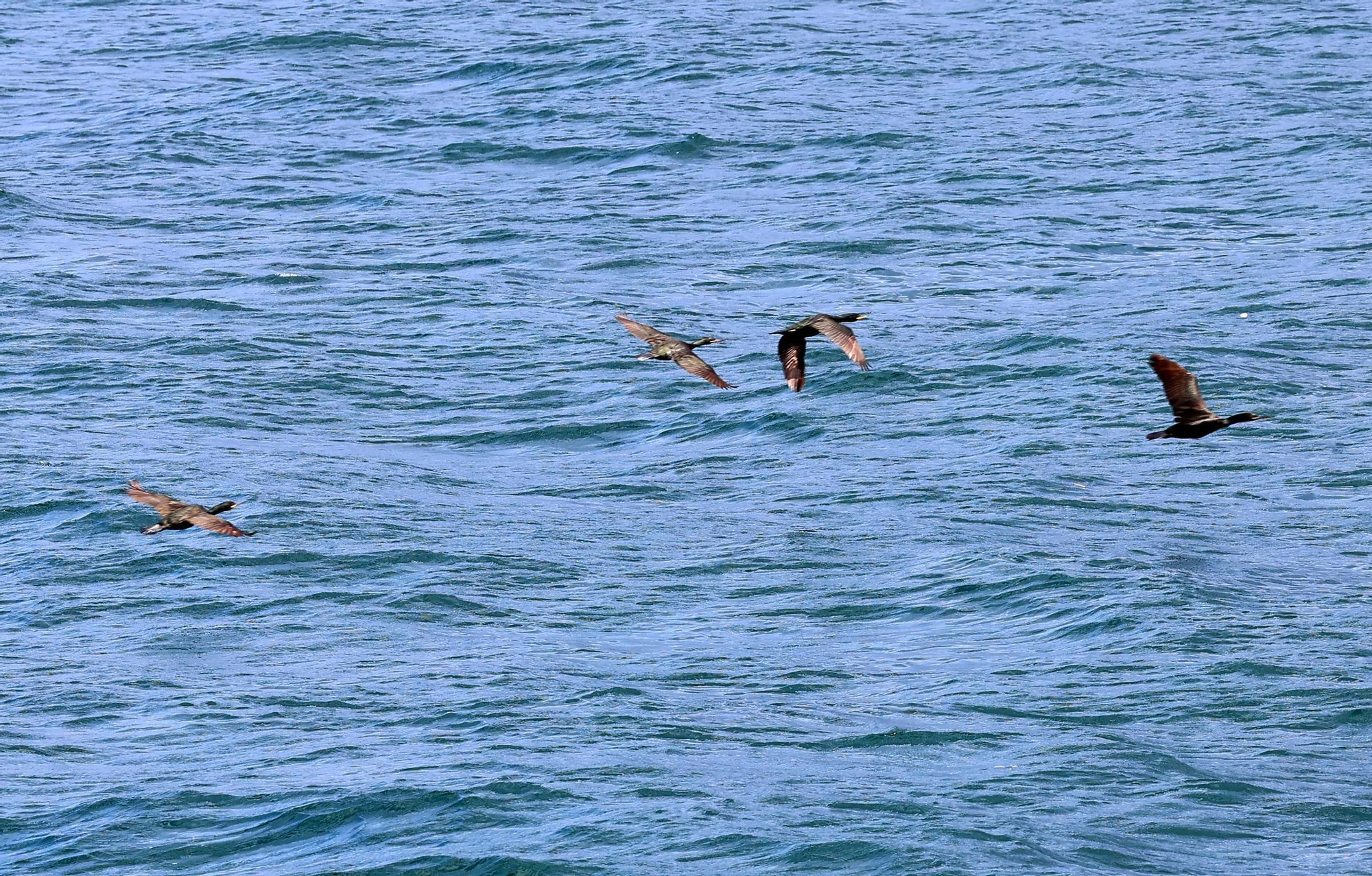 La temperatura del agua en la ría de Vigo alcanza récord