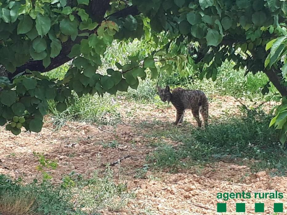 El linx albirat a l'àrea metropolitana de Barcelona.