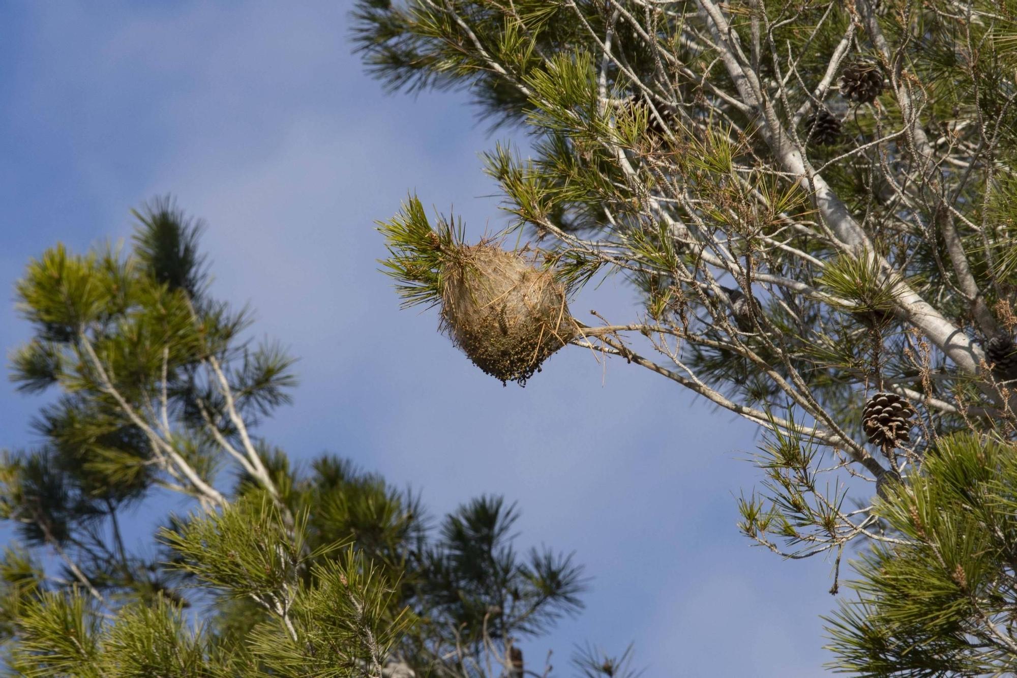 La procesionaria, una plaga que se expande en las zonas naturales