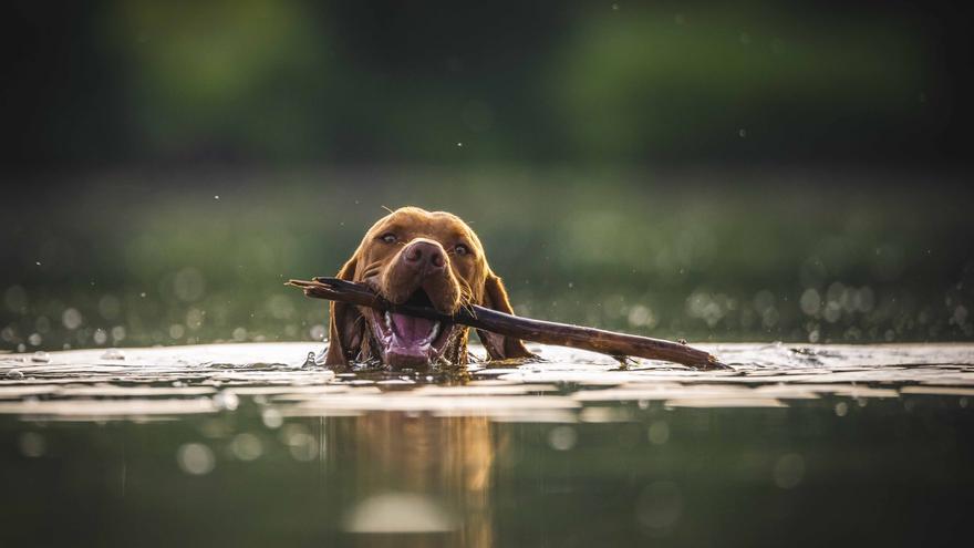 Una app evitará a los dueños de mascotas en Zamora llevar encima los papeles