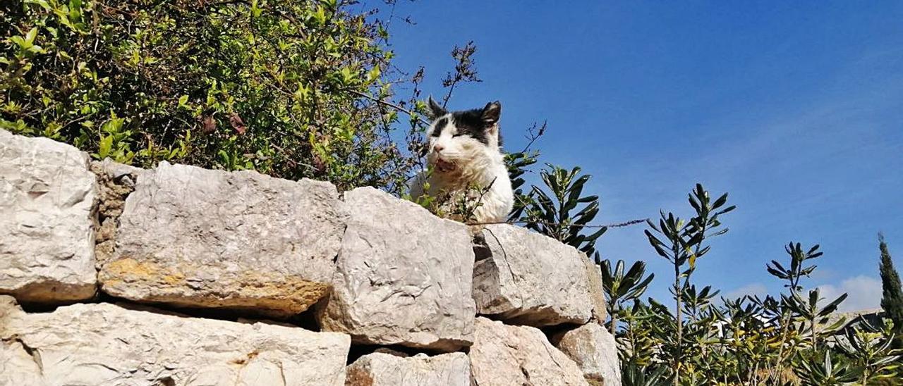 Vida de gato... en Dalt Vila