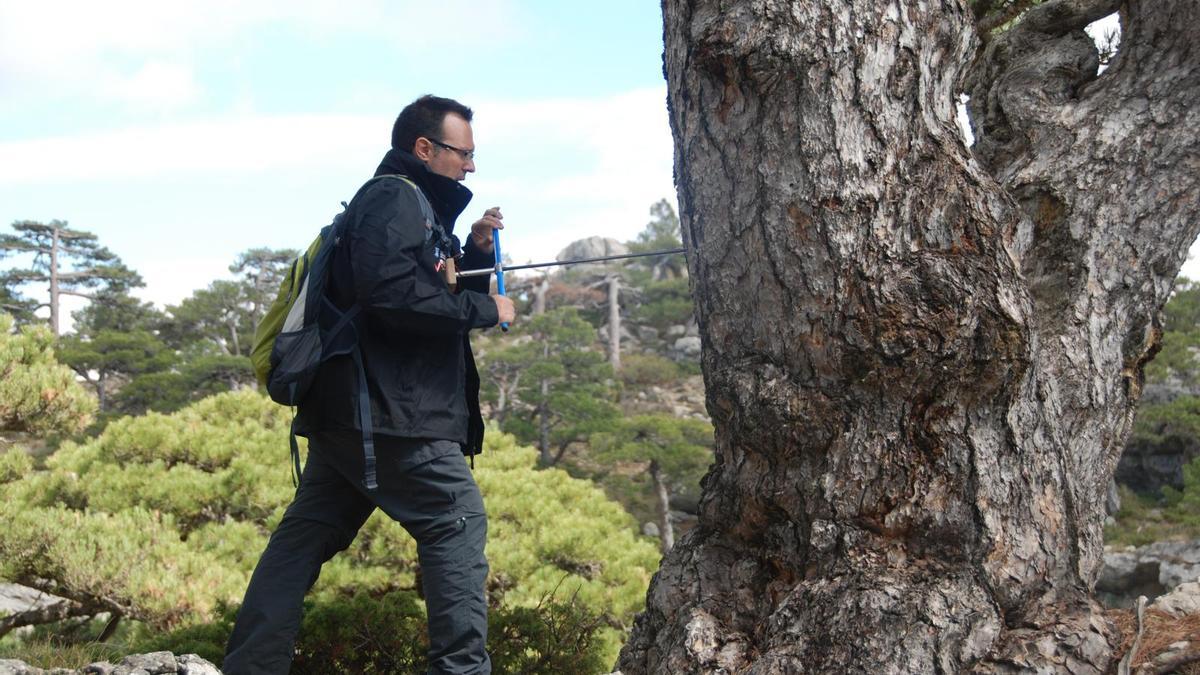 El geógrafo Miguel Ángel Saz tomando una muestra de un árbol.