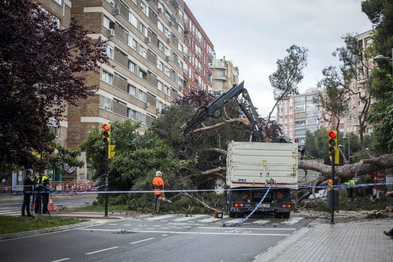 Imágenes de la caída de un árbol en la Calle Rioja