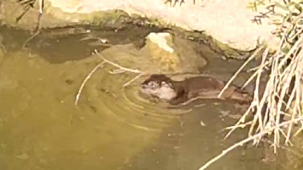 Una nutria en el río Duero.