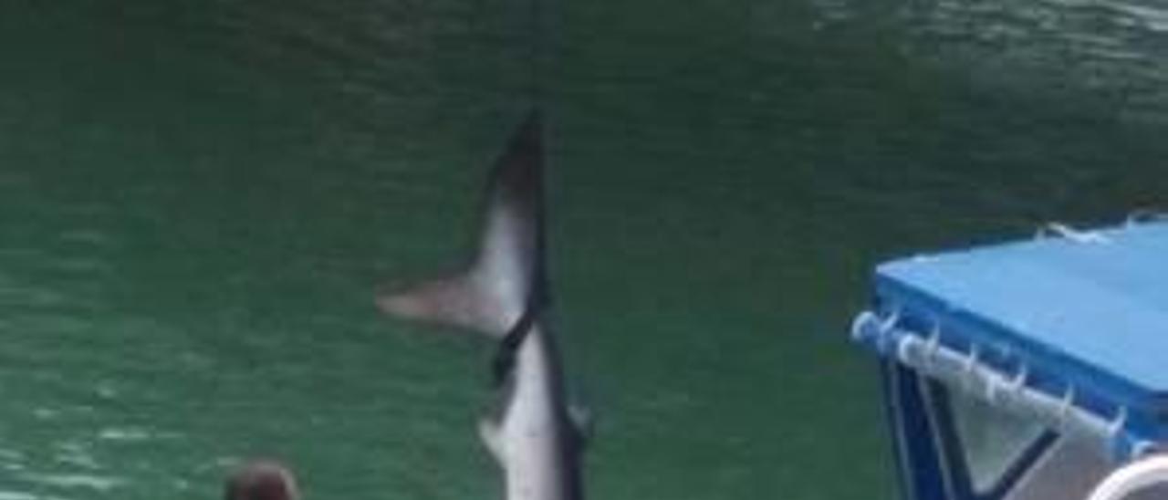 El tiburón de tres metros  pescado en Cullera parecía estar moribundo