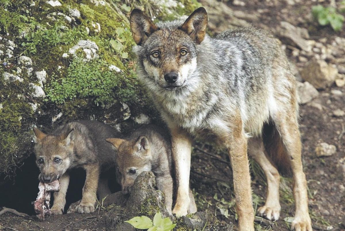 Extremadura ha confirmado la presencia ya de al menos cuatro ejemplares de lobo