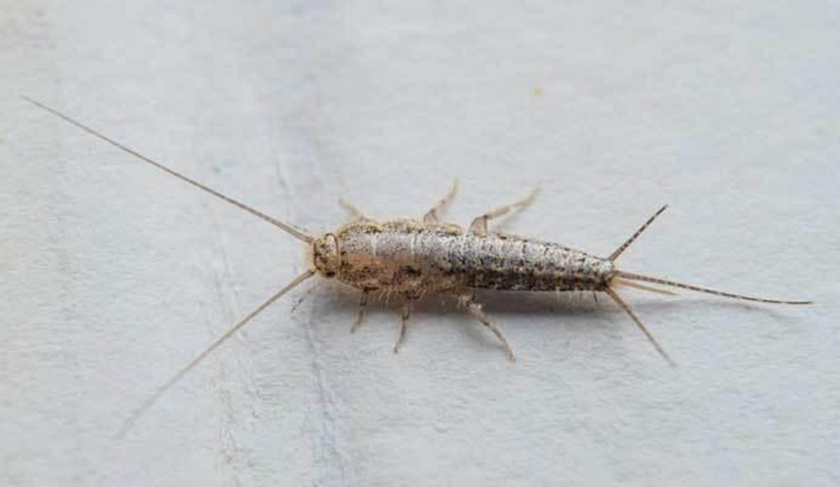 Trucos para eliminar los insectos ocultos en los rincones de casa