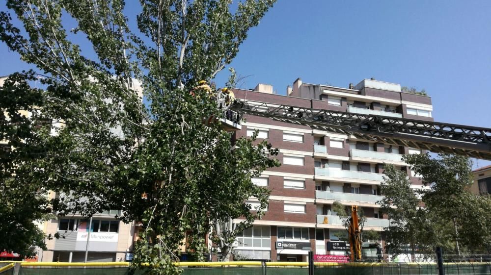 Cauen dos arbres a la Bonavista