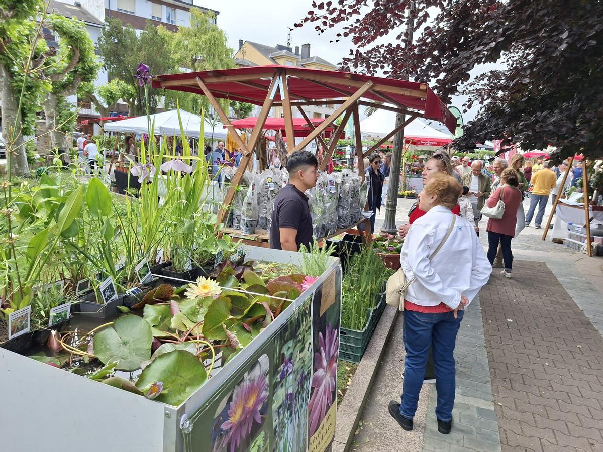 En imágenes: La primera feria de jardinería del Occidente llena La Caridad de color y buen ambiente