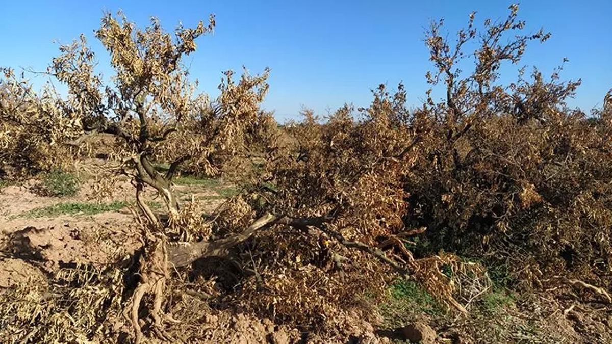 Campo de cítricos arrancado, en una imagen de archivo.