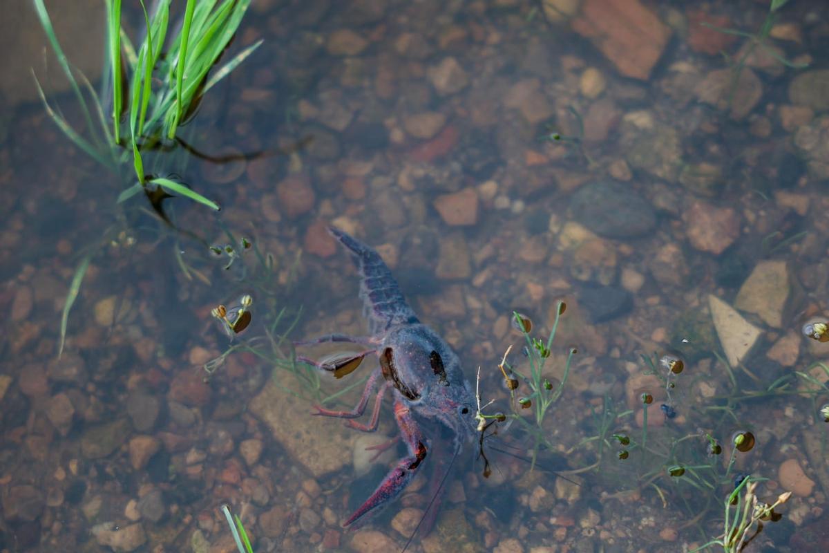 Restos de peces y crustáceos han vuelto a aparecer muertos en acequias y canales de l'Albufera.