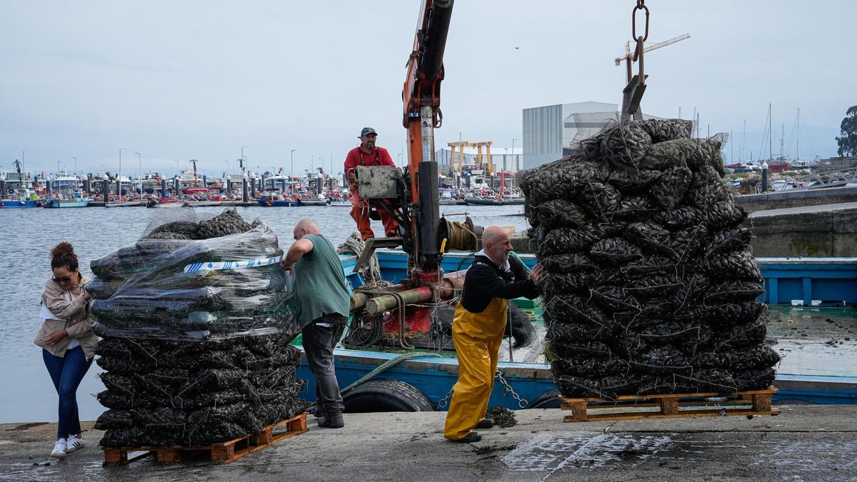 Descargas de mejillón para el mercado de fresco en el muelle de A Illa de Arousa.