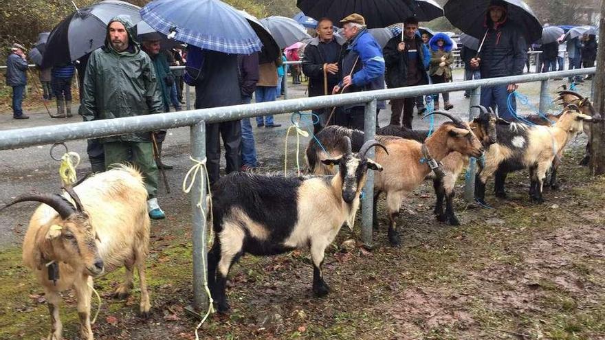 El peñamellerano Óscar Gutiérrez (al fondo a la derecha) con algunas de sus cabras en la feria de Sellañu.