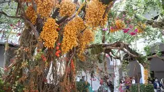 ¿Cuándo se celebra el Festival Flora 2022 en Córdoba?