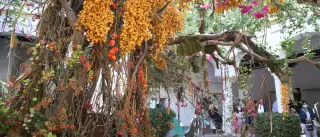 Estos son los cinco patios institucionales que acogerán instalaciones artísticas de Flora 2022