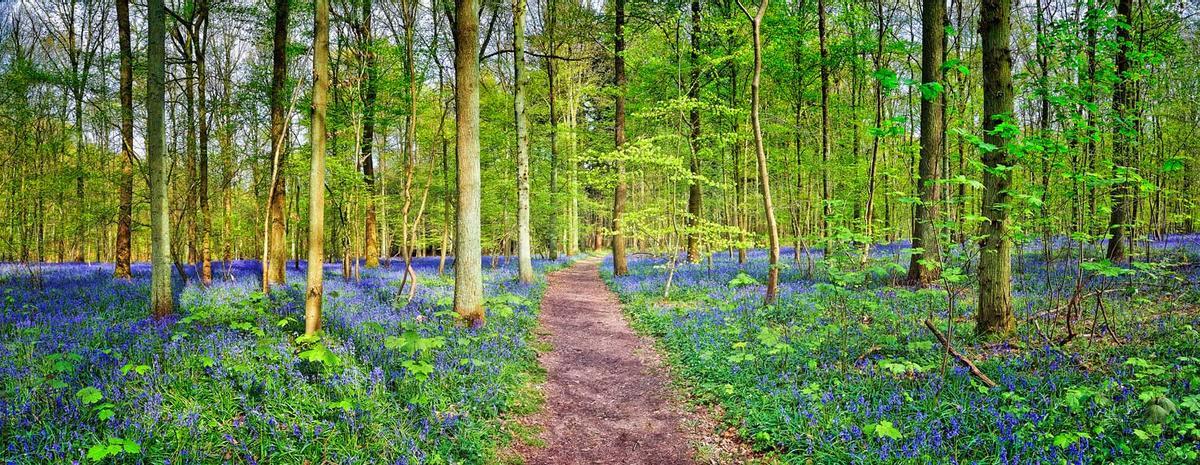 Hallerbos, Bélgica