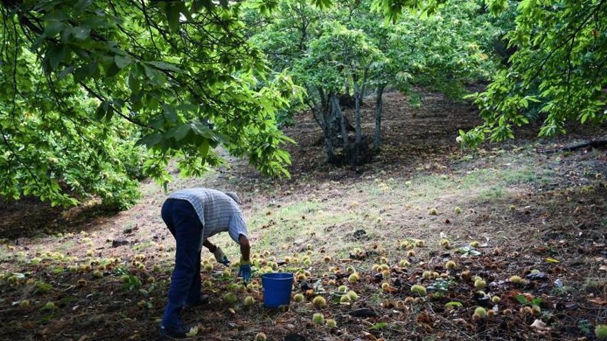 Desciende la cosecha de castañas en el Valle del Genal