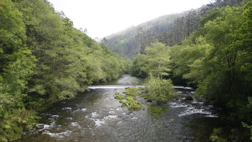 El río Eurme, con bosque autóctono en primer plano y eucaliptal, en una imagen de 2017 // Ricardo Grobas