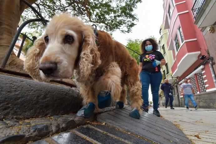 04-05-2020 LAS PALMAS DE GRAN CANARIA. Beba pasea a su perro Galo que lleva   | 04/05/2020 | Fotógrafo: Andrés Cruz