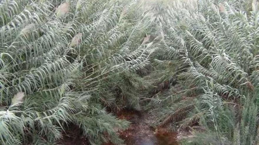 El cauce de l&#039;Alberca rebosa vegetación estos días.