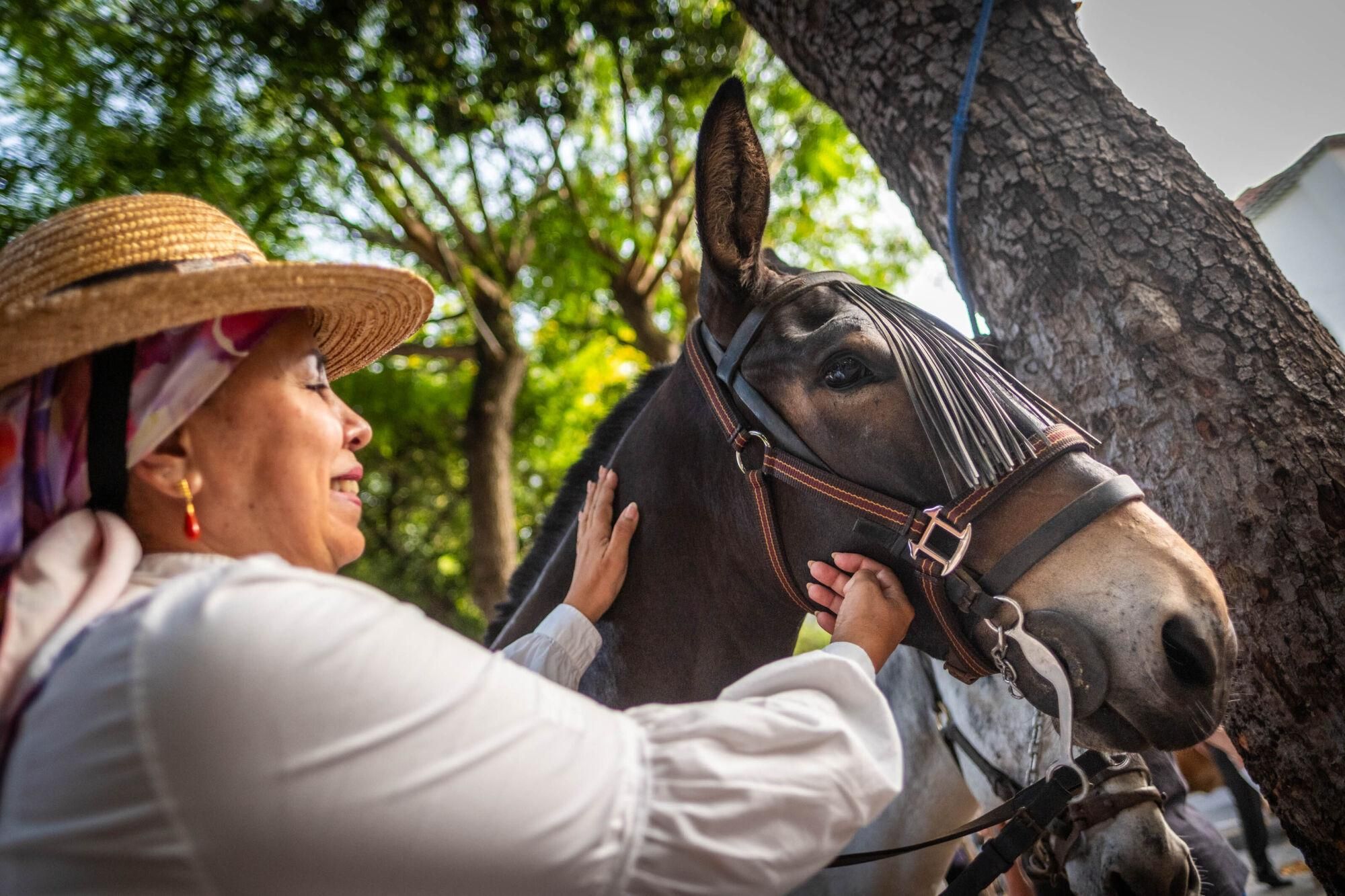 Día de los burros en La Laguna