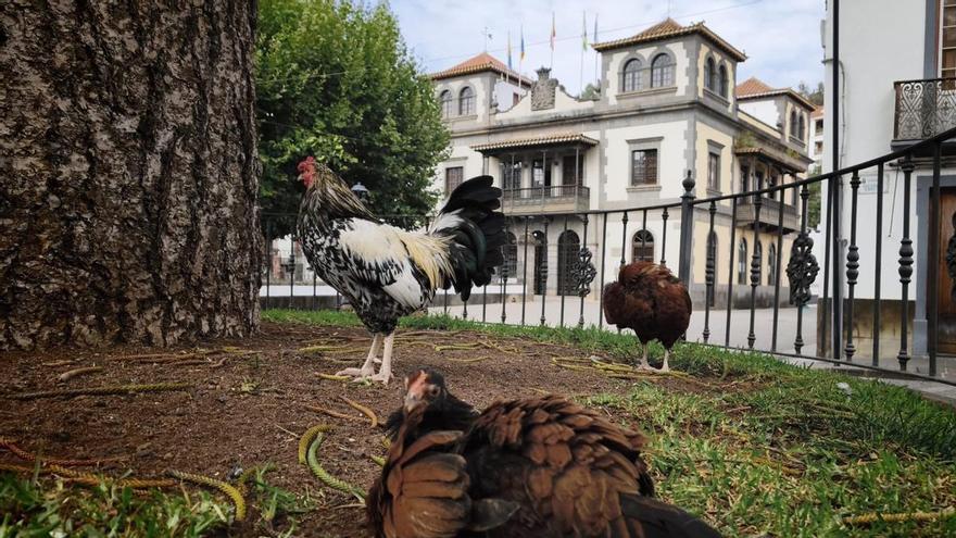 Teror sale al rescate de las gallinas que campan sueltas y les busca hogar